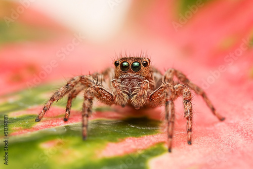 Jumping spider on pink flowers in the garden. Hyrus spider on flowers with green background.