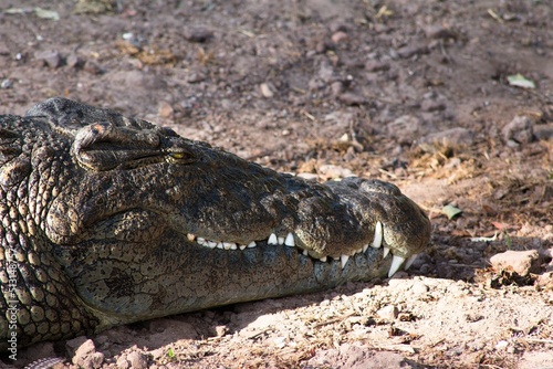 Crocodile in the Chobe National Park