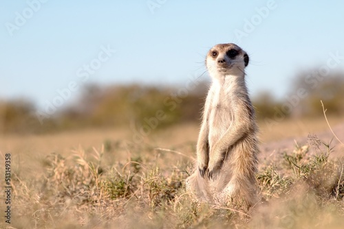 Wild meerkat in the Makgadikgadi Pans, Botswana photo