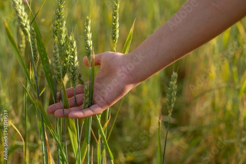 wheat in young hand, green and yellow wheat