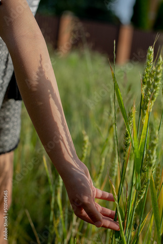 wheat in young hand, green and yellow wheat