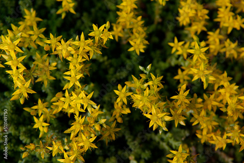 image of yellow flower background