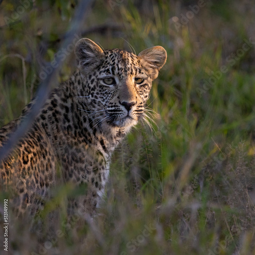 leopard cub in the wild, close up. © Jurgens