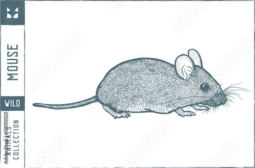 Mouse Vector illustration - Hand drawn - Out line