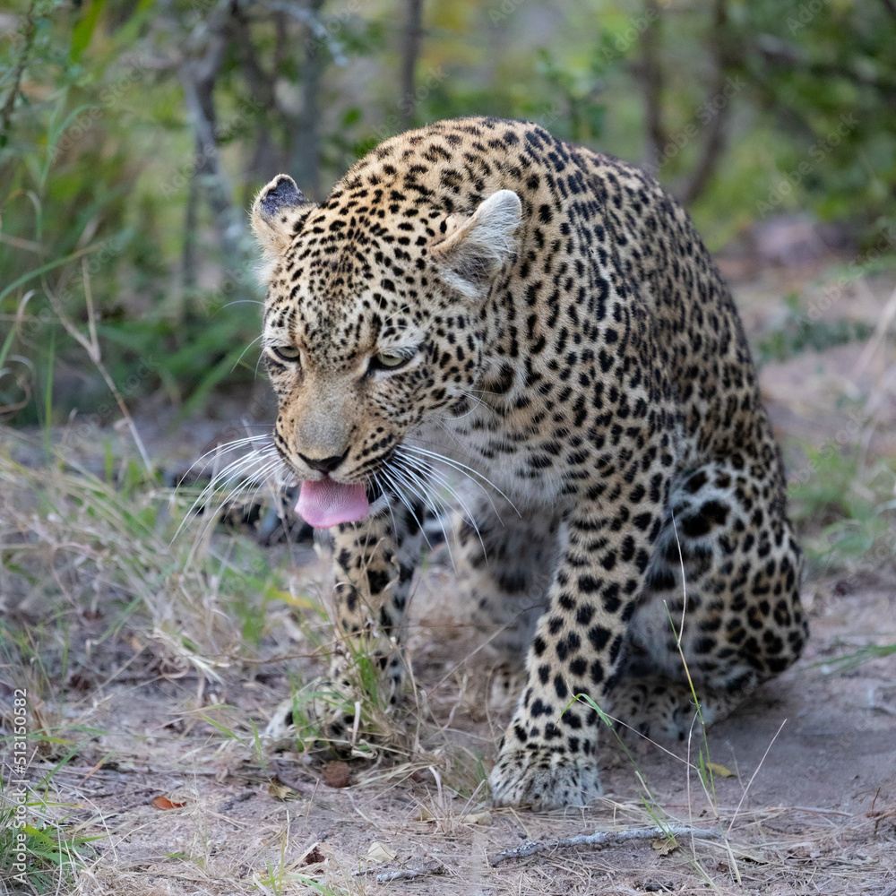 A leopardess being a bit sick A leopardess being a bit sick