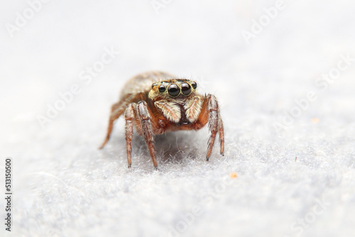 Jumping spider on fabric in the house. Home spider on sofa with white background.