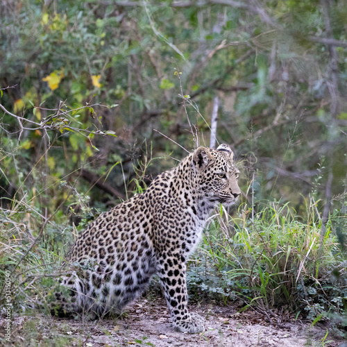 leopard cub in the wild  close up.