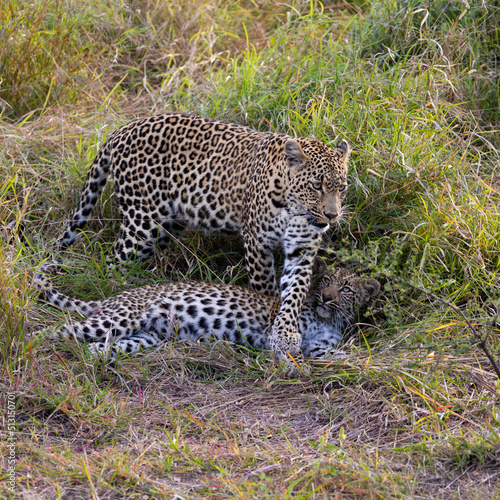 Leopardess and her young cub