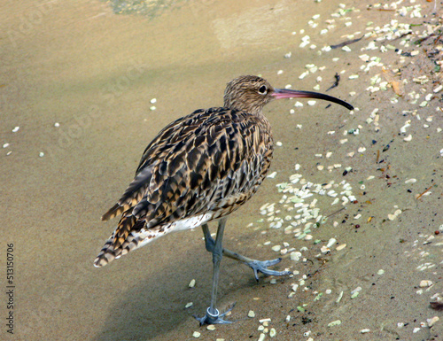 A bird with long legs and a curved beak on the shore of a pond on the sand. Numenius arquata close up photo