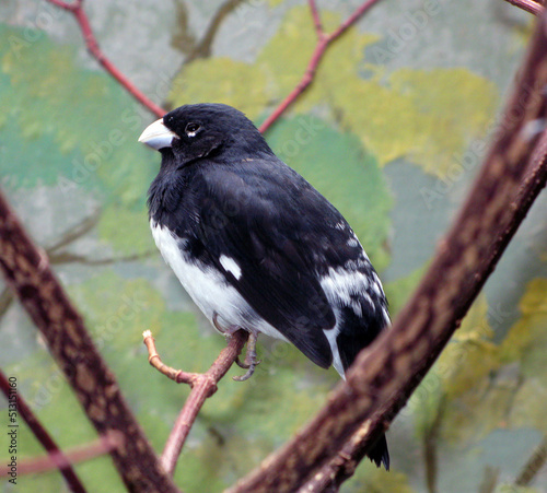 Close-up black white bird sits on a branch. Sporophila luctuosa from South America, Thraupidae photo