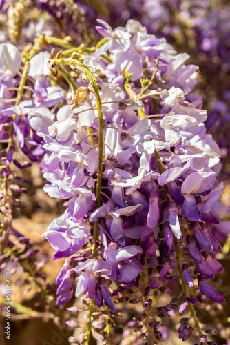 Background with blossomed purple wisteria flower