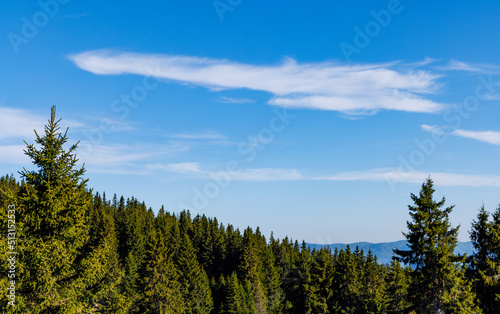 Forest with fir trees and mountain vegetation on slope of hill in Rhodope Mountains against background of cloudy sky