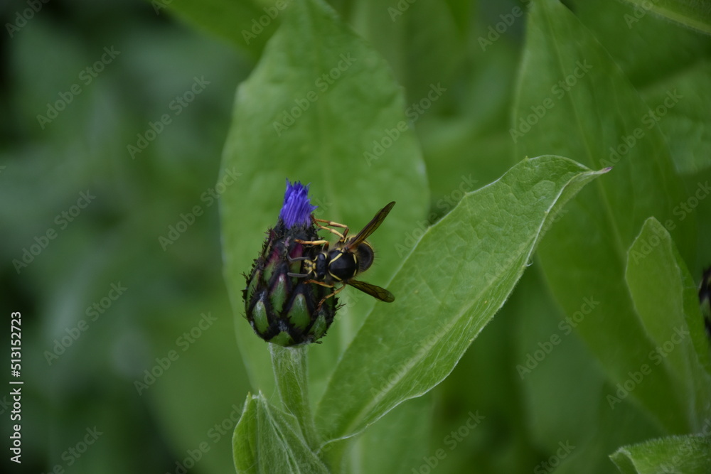 A wasp on a flower in the garden, Sainte-Apolline, Québec, Canada A wasp on a flower in the garden, Sainte-Apolline, Québec, Canada