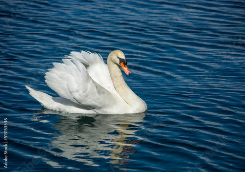 cisne photo