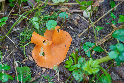 mushroom Aleuria aurantia,in autumn it grows in the forest orange peel fungus photo
