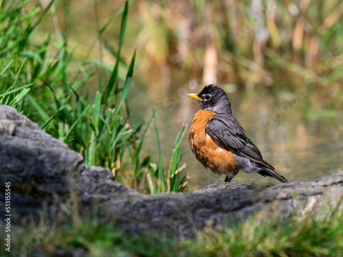 Wet American Robin standing on the pond