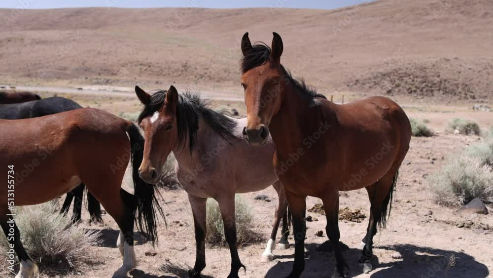 Pair of Wild Horses in the Desert Near Reno Nevada - Shallow Depth of Field - Slow Motion 120P Pair of Wild Horses in the Desert Near Reno Nevada - Shallow Depth of Field - Slow Motion 120P