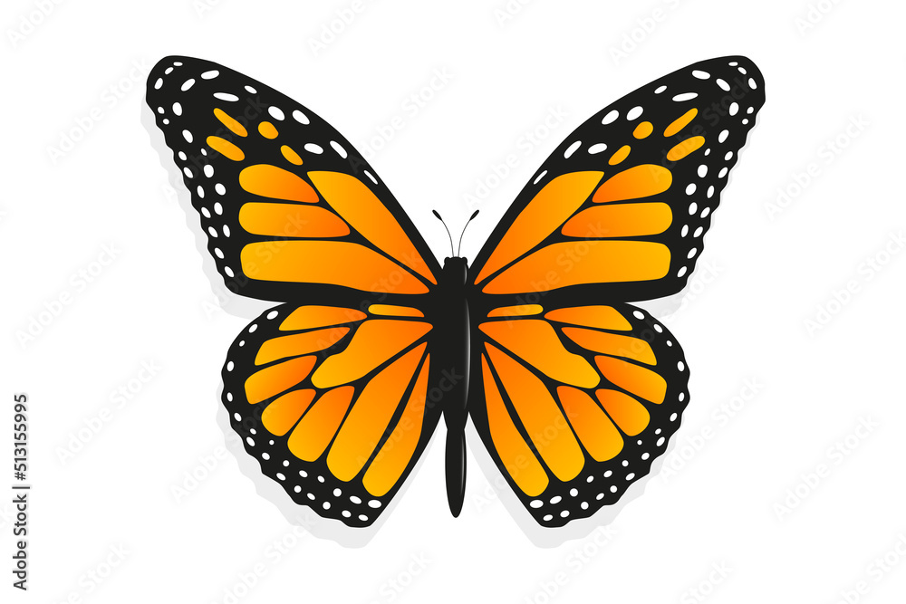 Monarch butterfly (Danaus plexippus). Wild nature concept