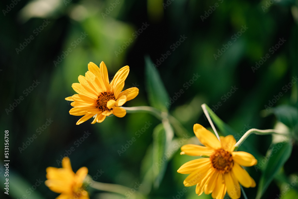 Fototapeta premium Yellow daisy