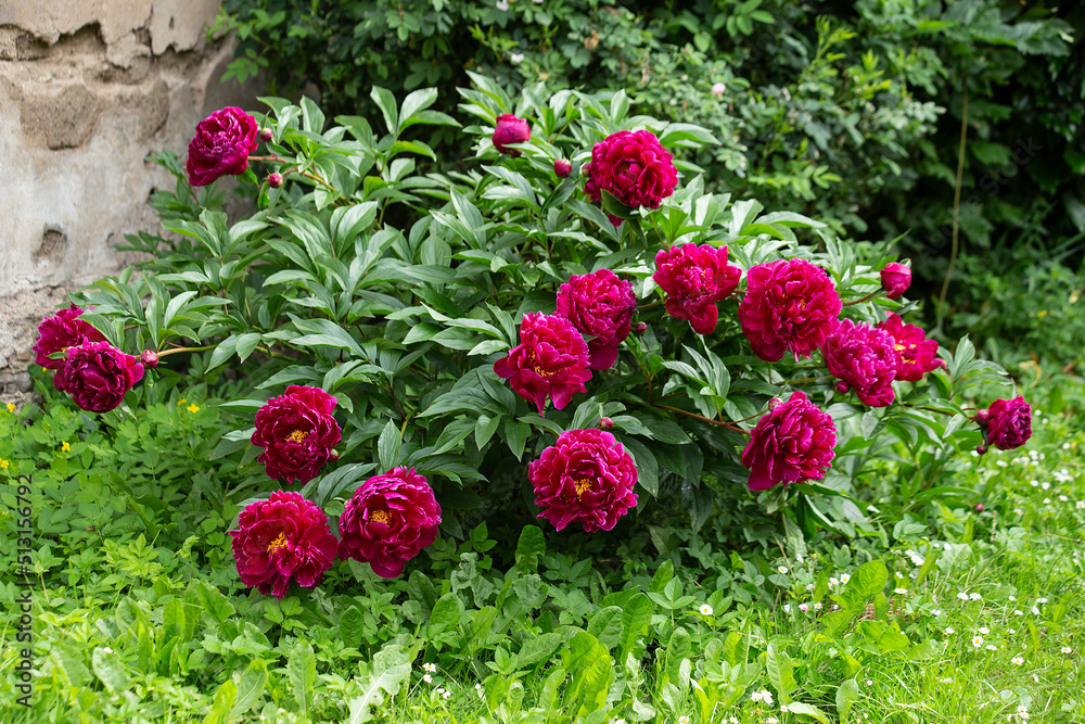 A large bush of crimson peonies with yellow centers. High quality photo