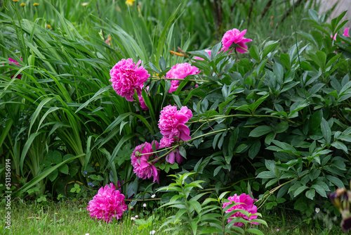 Canvastavla Bush of Pink flower peony flowering in the garden on the green background