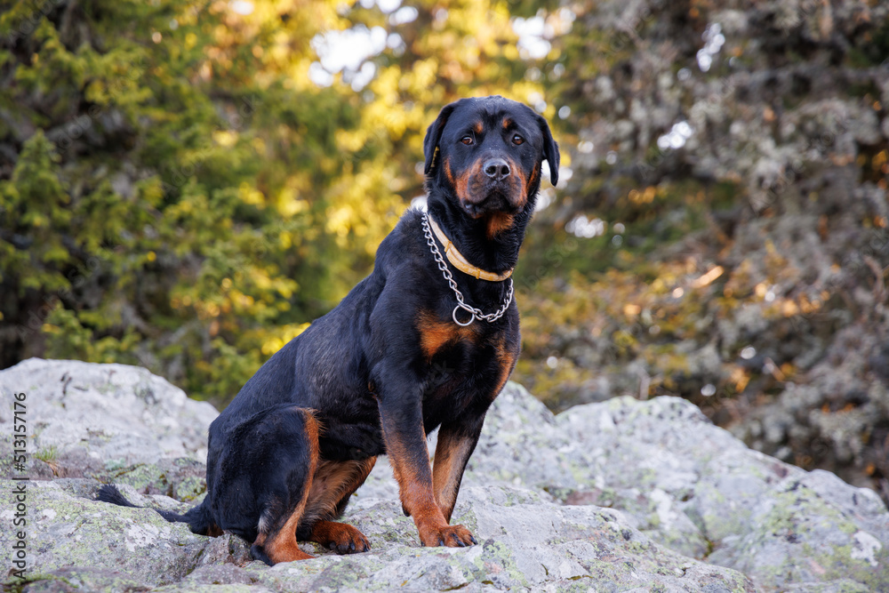 Dog of Rottweiler breed sits on ledge of mountain with vegetation and forest against backdrop of sky