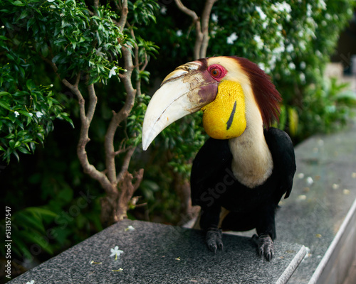Great hornbill in a city photo