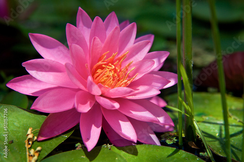 Water lily flowering in a pond (Nymphaea)