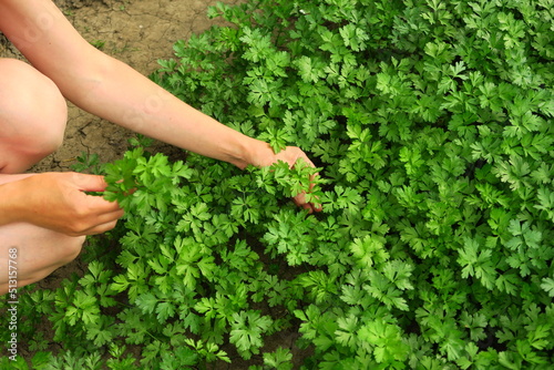 a woman collects parsley in the garden. home gardening and cultivation of greenery concept