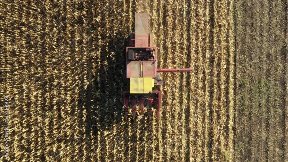 Above top view with dolly move of agricultural harvester as cutting and harvesting mature corn on farm fields. Above top view with dolly move of agricultural harvester as cutting and harvesting mature corn on farm fields.