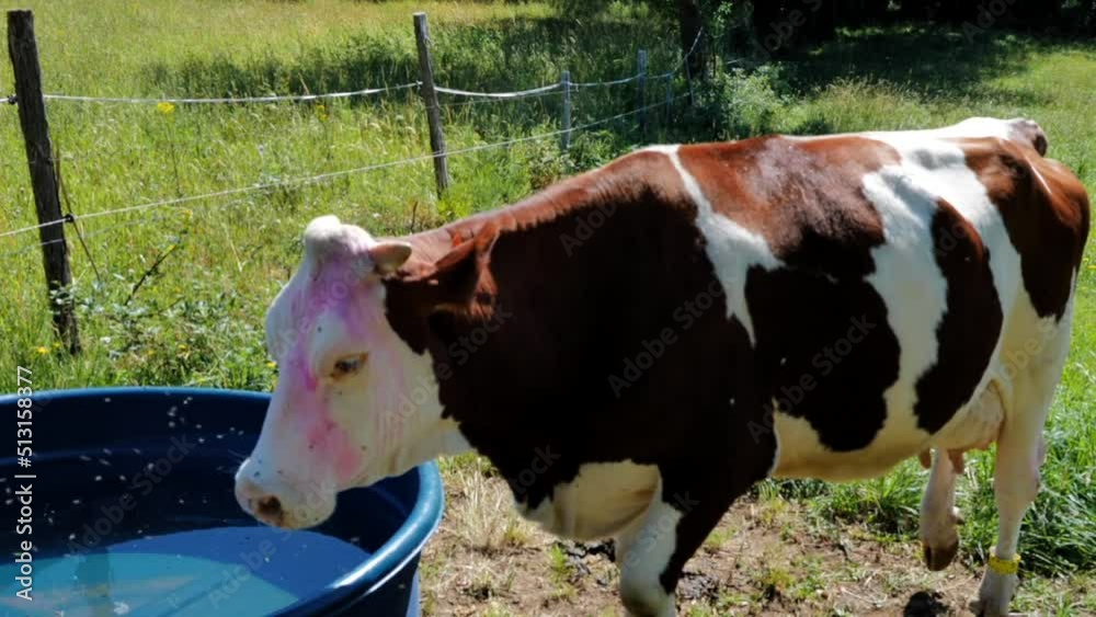 vache Montbéliarde devant l'abreuvoir
