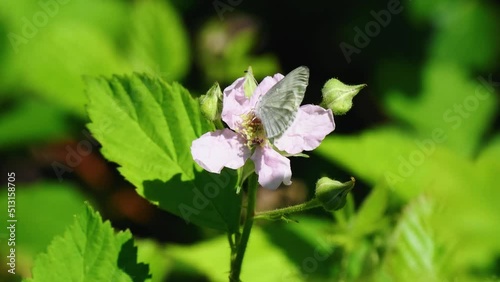 Wallpaper Mural Wood White Butterfly feeding on a Bramble. Sidney Wood. Torontodigital.ca