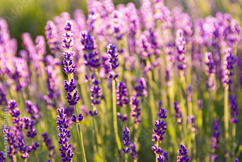 Lavender field Lawendowe Wzgórze © Leszek Szelest