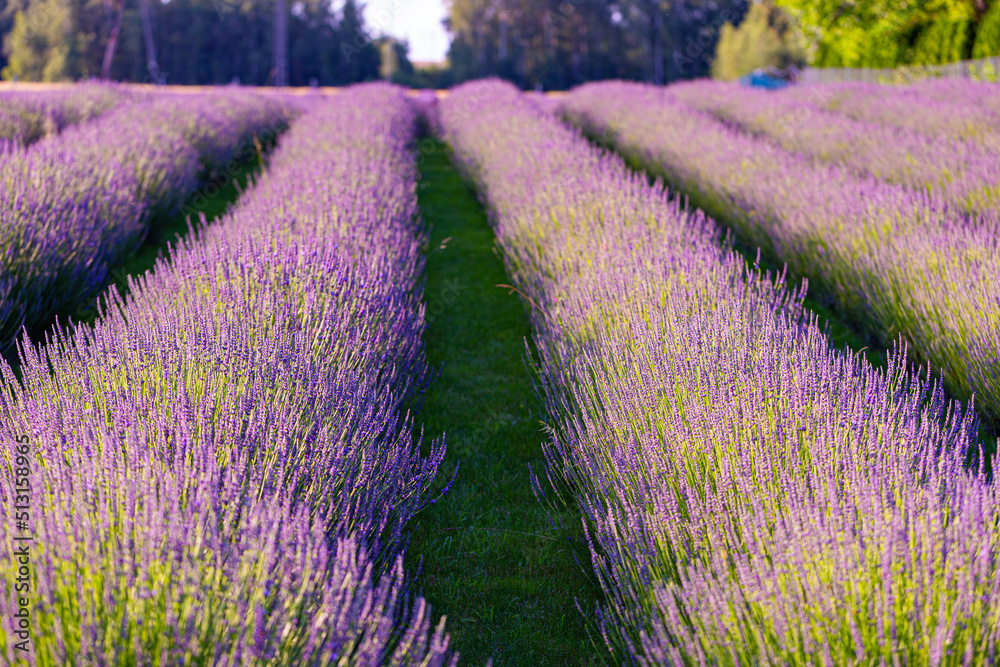 Lavender field Lawendowe Wzgórze - obrazy, fototapety, plakaty 
