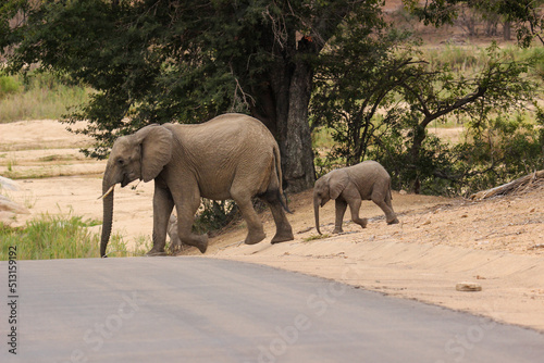 African elephant  Kruger National Park  South Africa