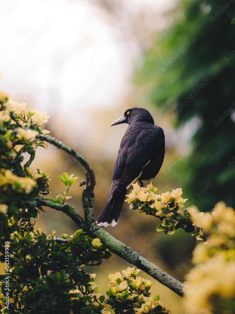 Obraz premium Bird in nature