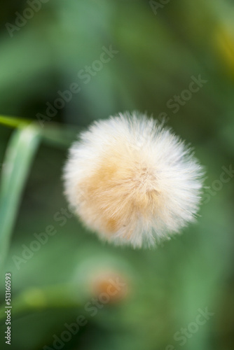 Fleur boule poils jardin.