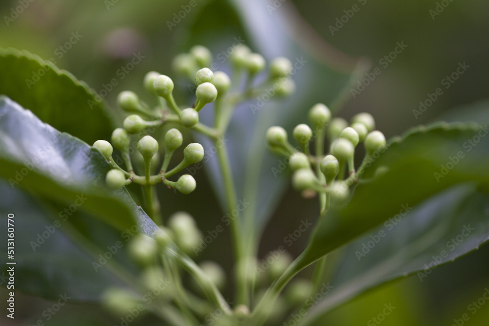Plante du jardin qui bourgeonne texture macro. Plante du jardin qui bourgeonne texture macro.