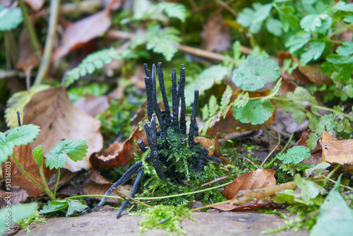 Xylaria longipes, Strange fungus on a tree in autumn photo