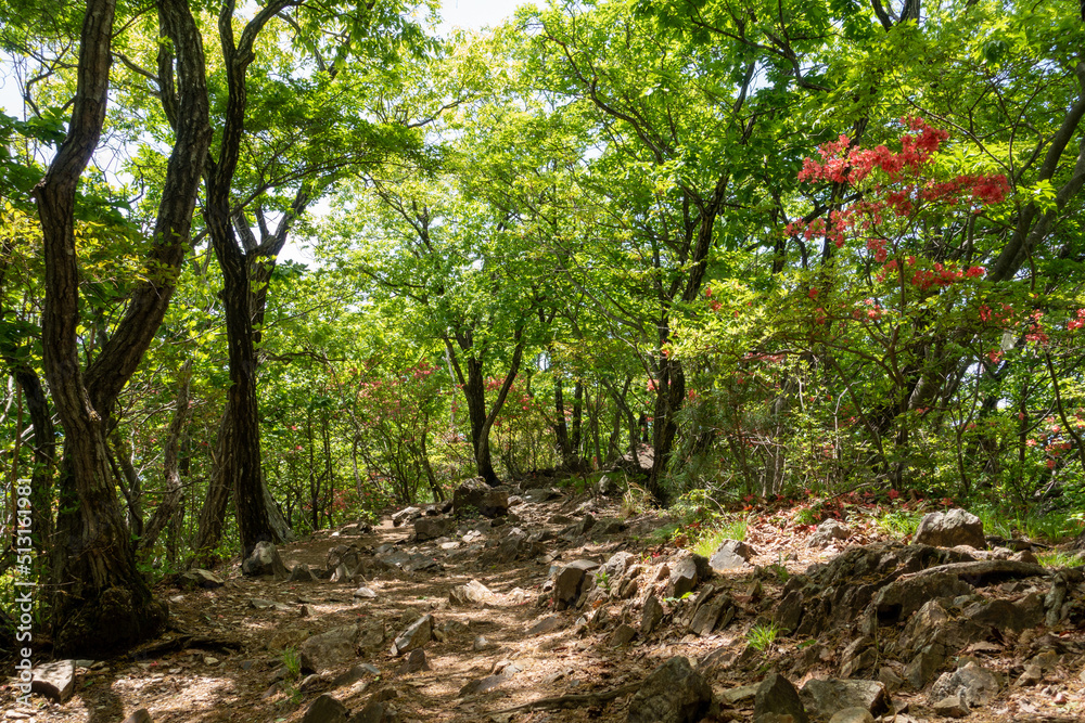 初夏の吾妻山登山道 初夏の吾妻山登山道