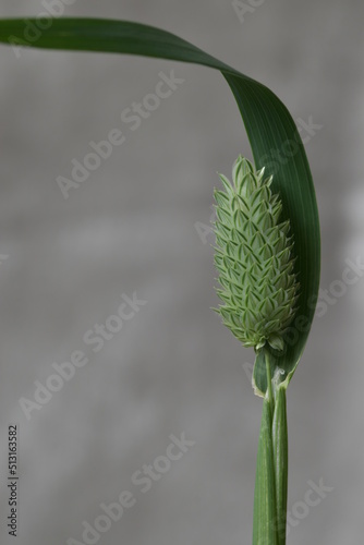 close up of canary grass including long ligule