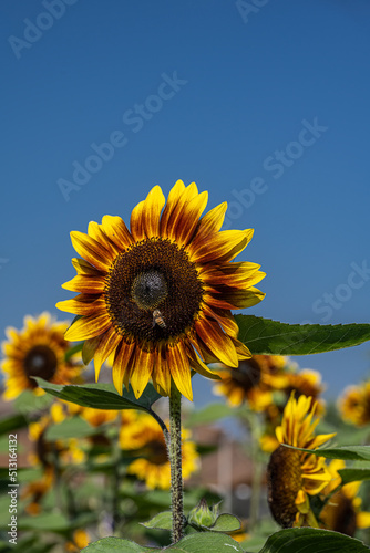 Sunflowers with blue sky in the background.