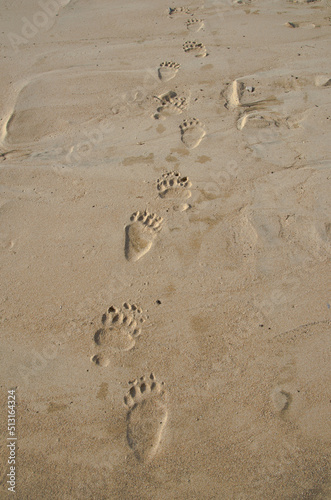 Paw prints of a large bear in the sand.
