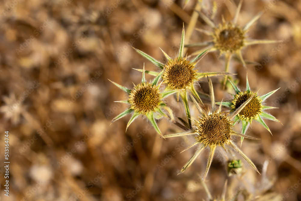 Top view of several dry flowers of thistle in the field Top view of several dry flowers of thistle in the field