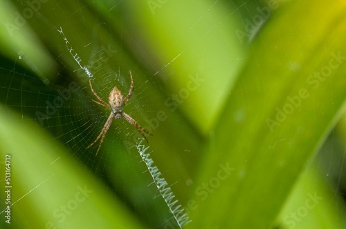 Closeup shot of an European garden spider spinning its web photo