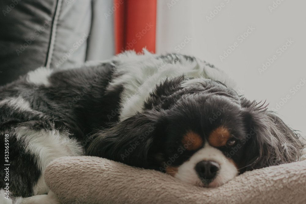 black and white puppy black and white puppy