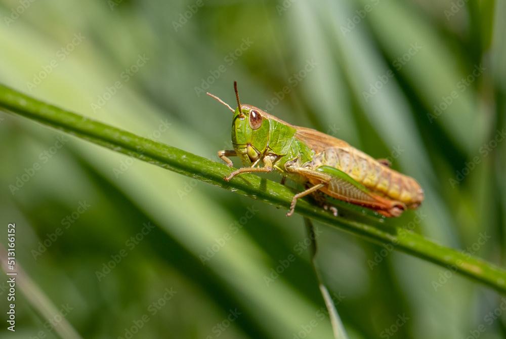grasshopper on a leaf