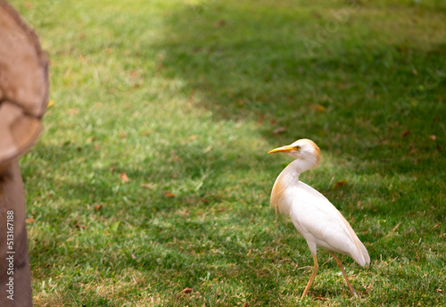 sweet Cattle egret standing on the grass