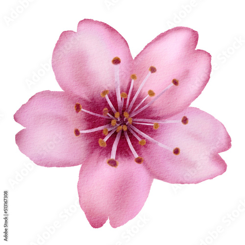 Fototapeta Naklejka Na Ścianę i Meble -  Watercolor flower drawing on paper