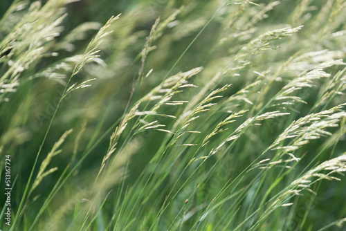 green grass in the wind